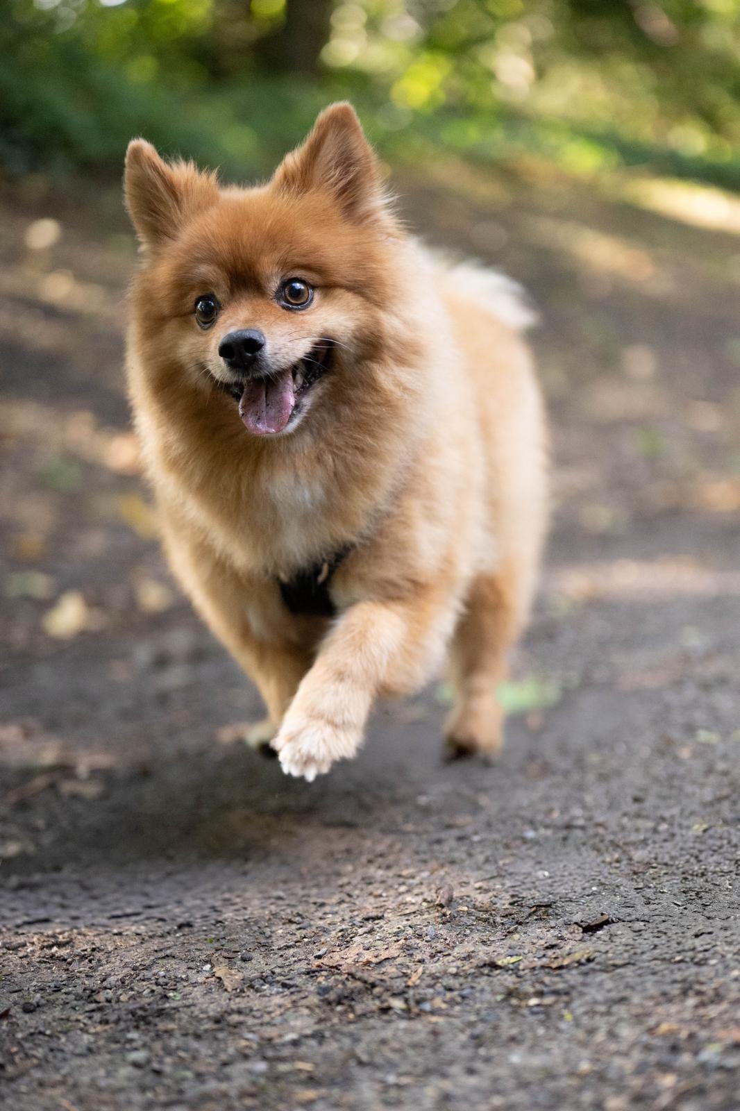 Kleiner Spitz rennt fröhlich auf die Kamera zu