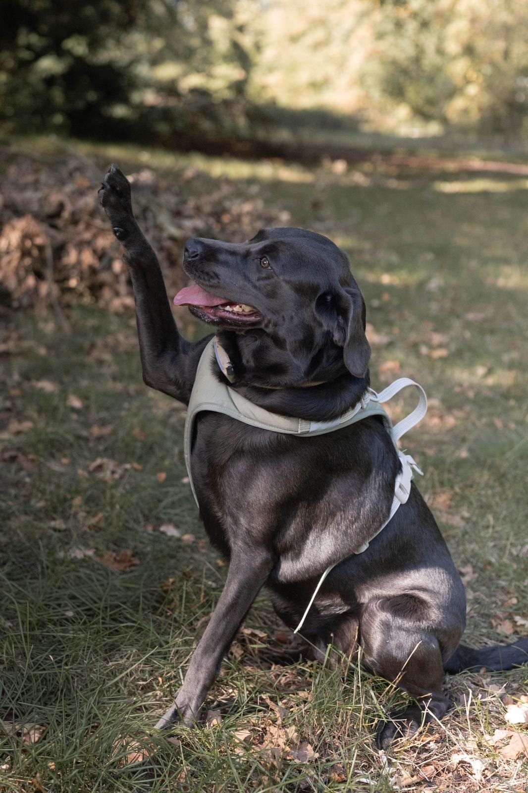 Schwarzer Labrador gibt Pfote